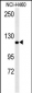 IPO7 Antibody (N-term)